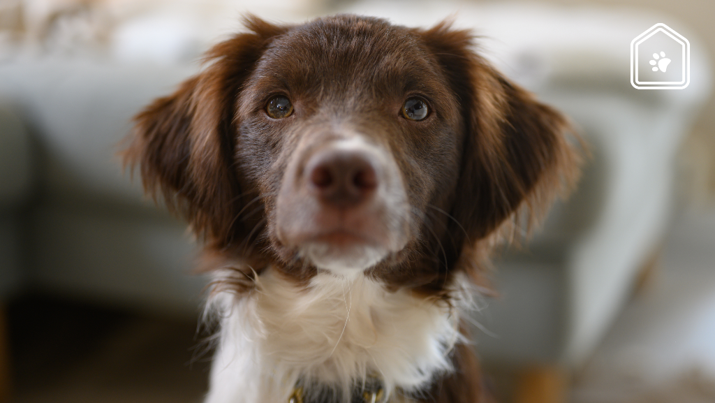 Zoveel kost een hond gemiddeld per maand